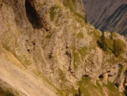 2013-09-08_6Falkenh-Steinfalk (032).JPG